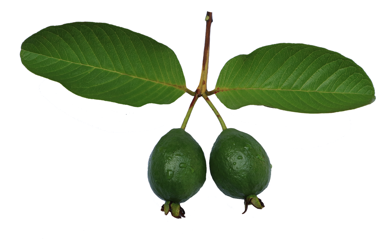 jambu biji guava leaf free photo