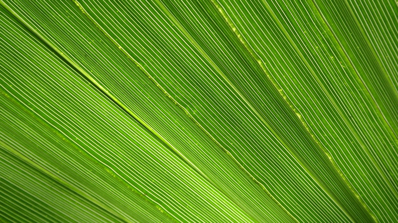 james palm leaf free photo