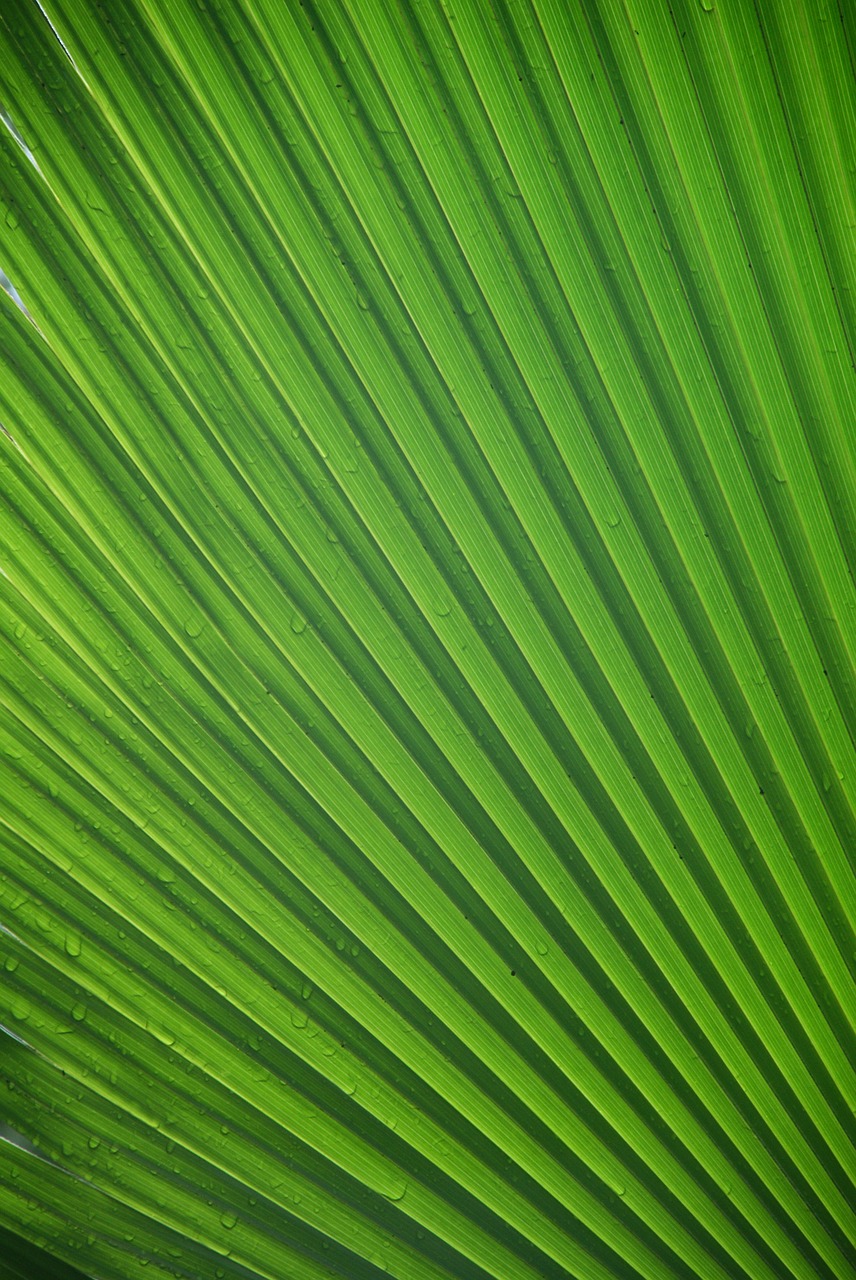 james leaf tropical free photo