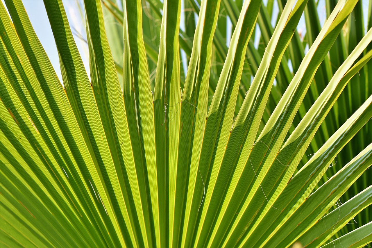 james  palm  leaf free photo
