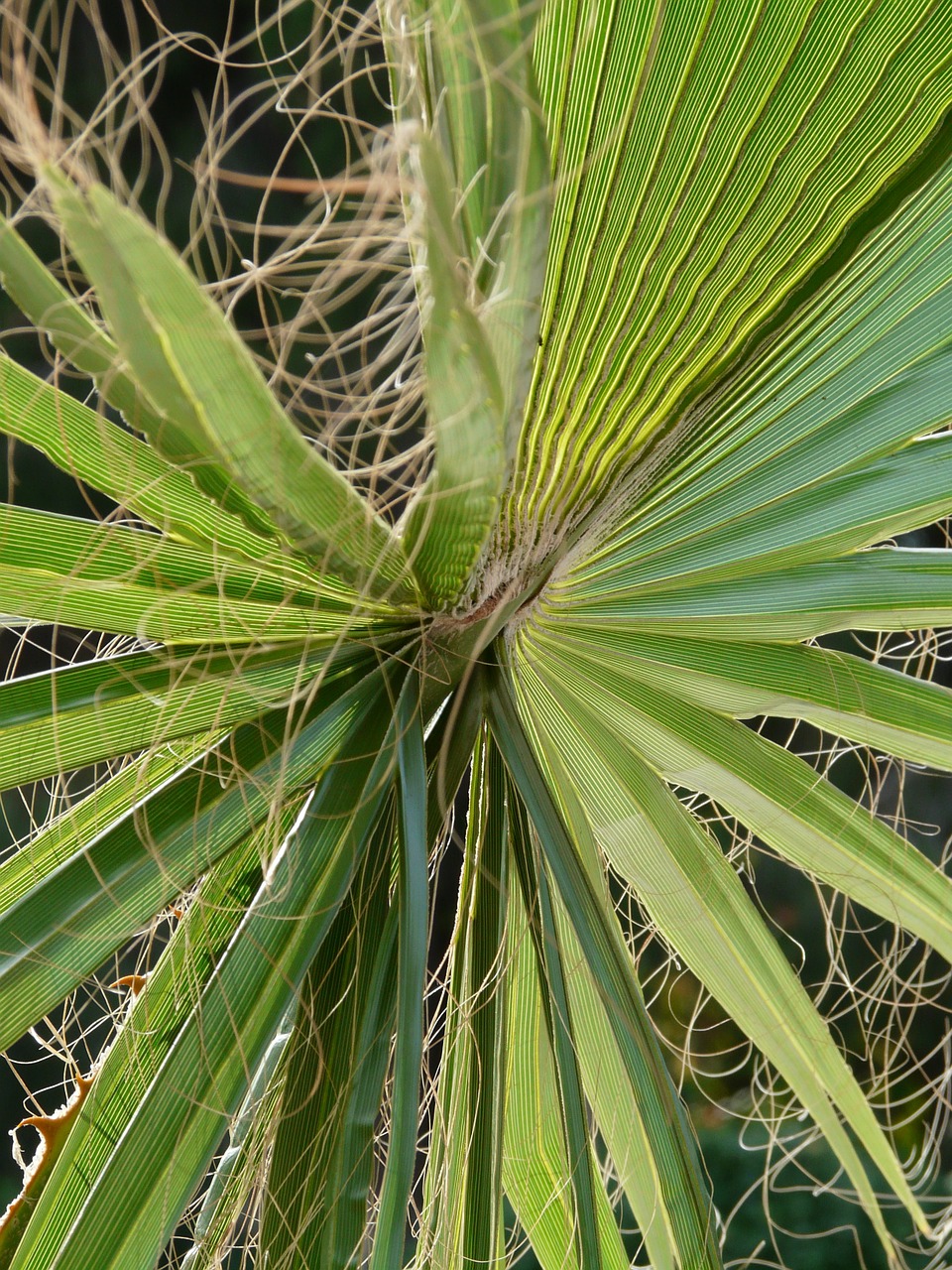 james palm fronds washington palm free photo