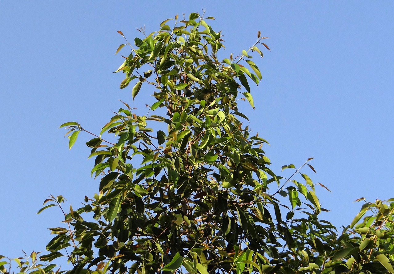 jamun tree syzigium cumini free photo