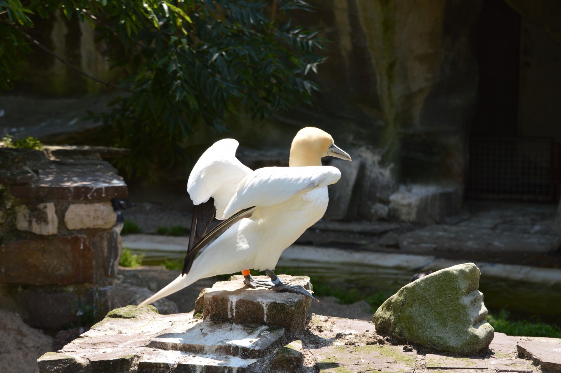 gannet bird water bird free photo