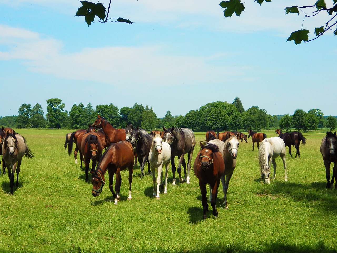 janow podlaski horse stocks free photo