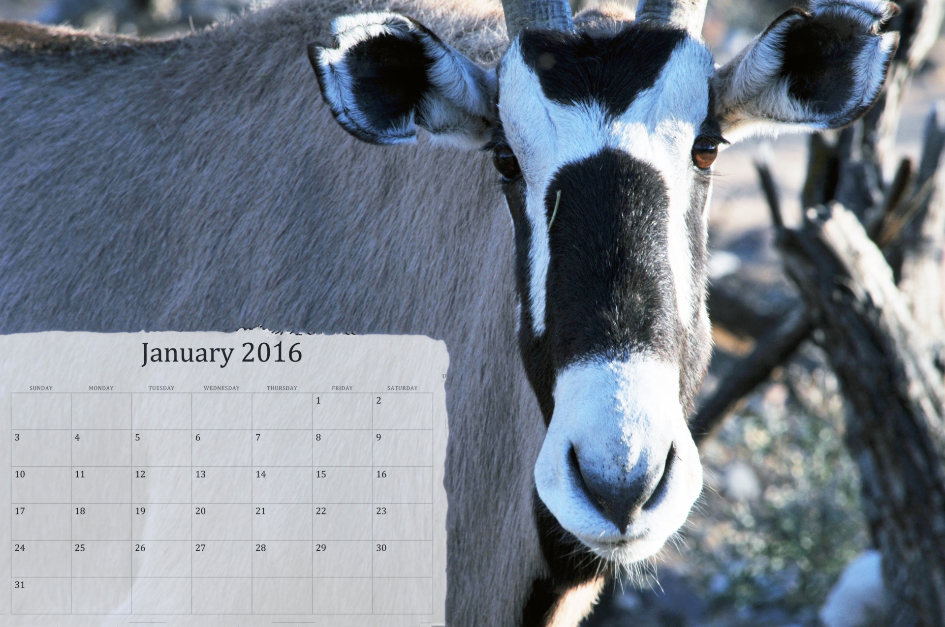 2016 january 2016 calendar free photo