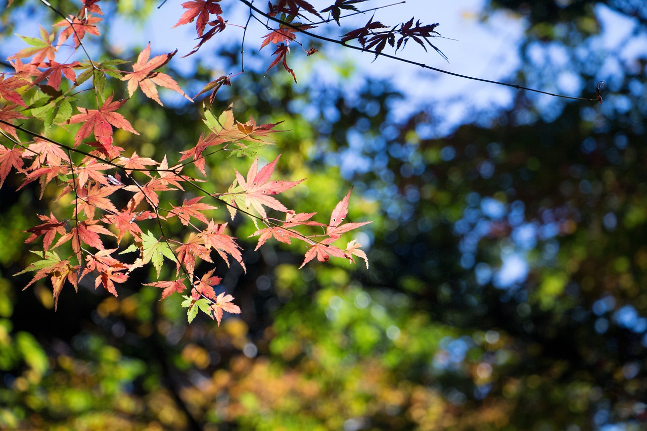 japan autumnal leaves autumn free photo