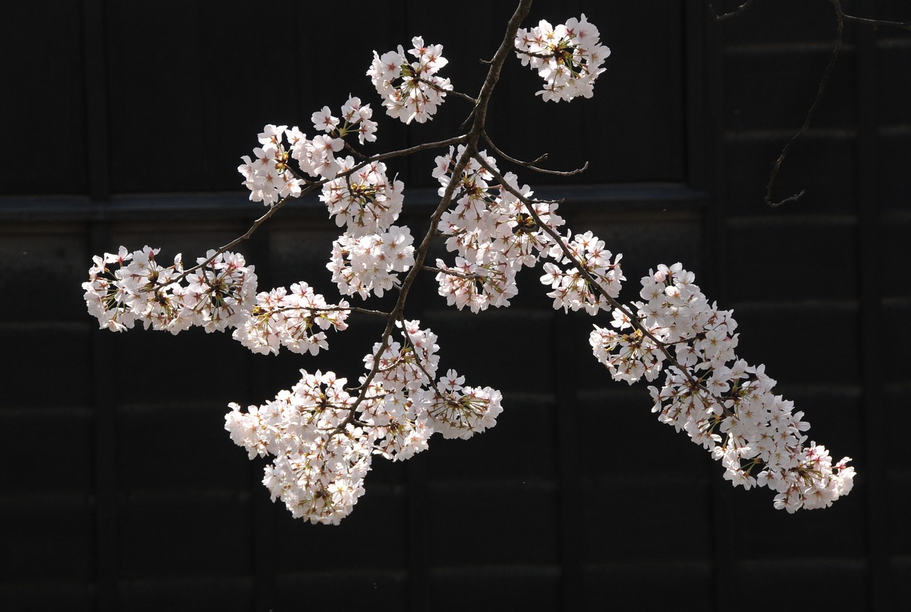 japan cherry blossoms cherry free photo