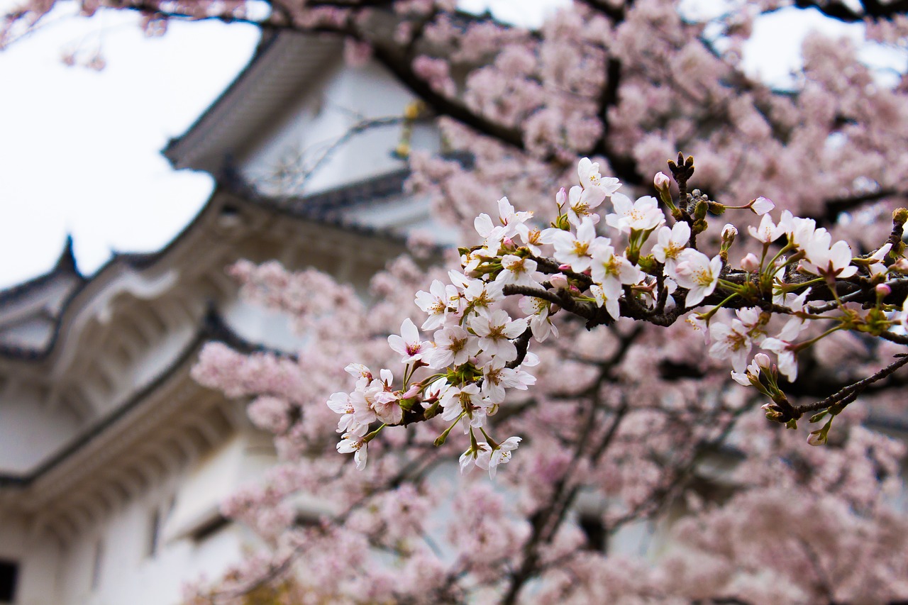 japan castle fortress free photo