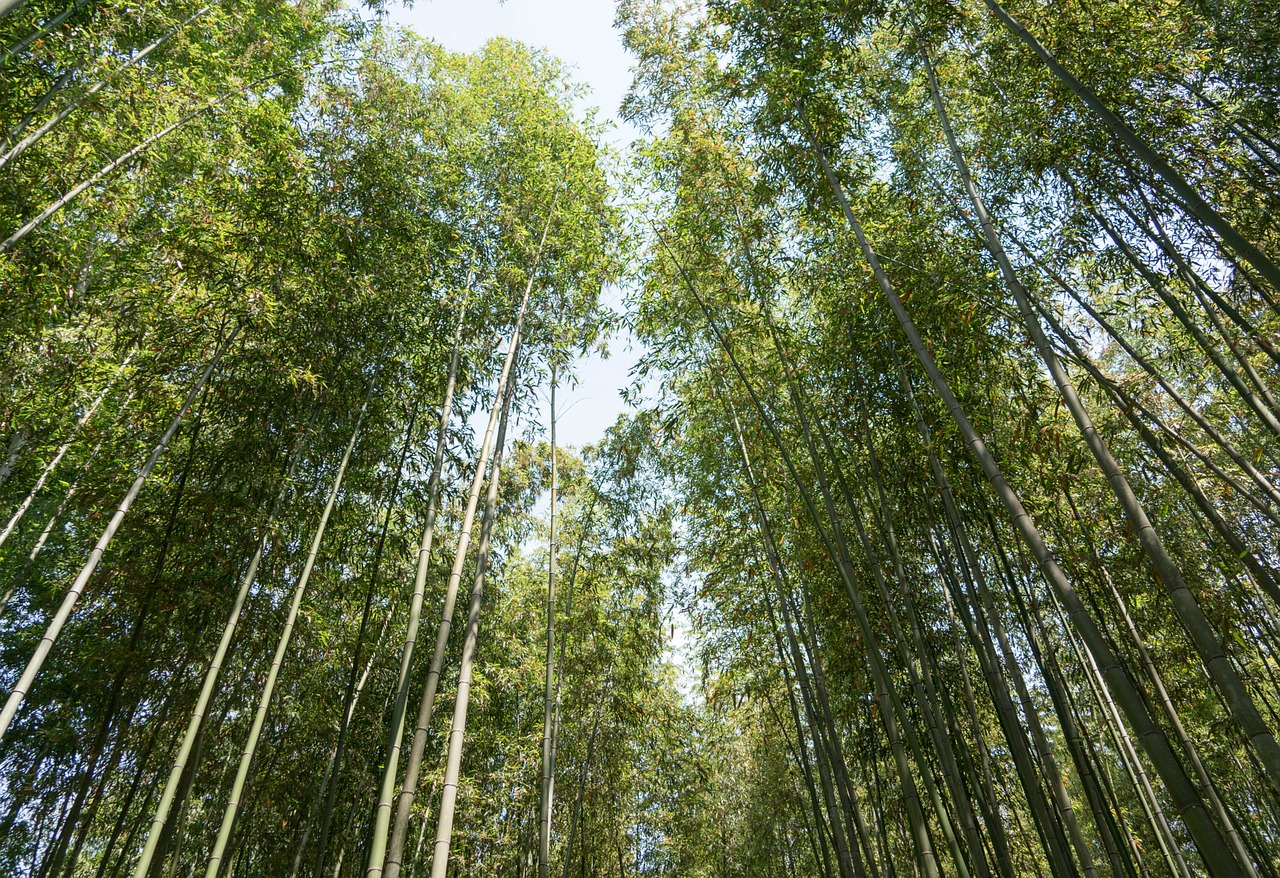 japan arashiyama bamboo forest free photo