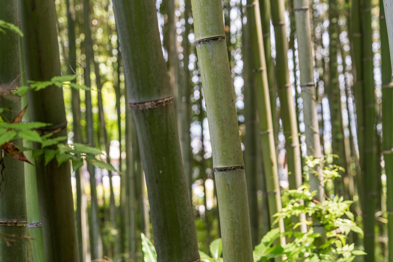 japan arashiyama bamboo forest free photo