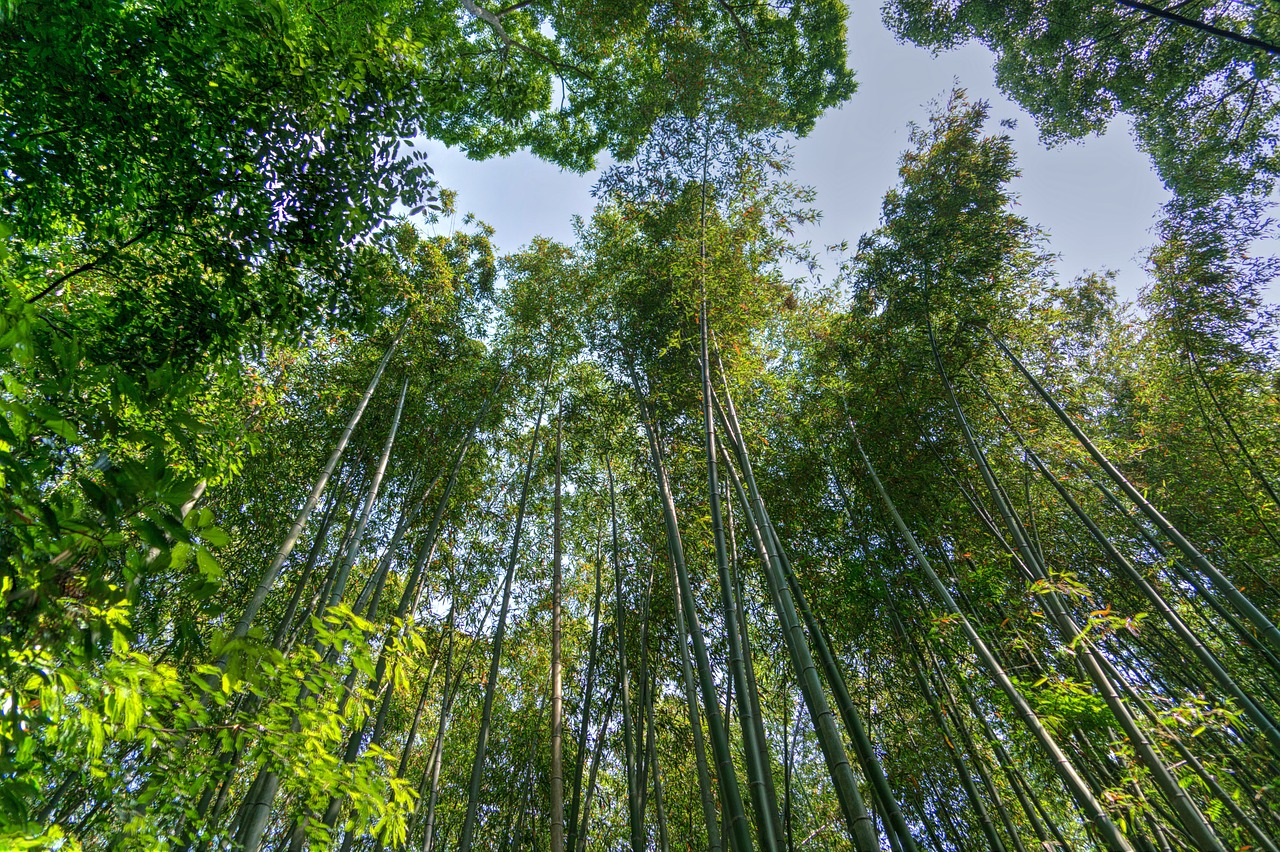 japan arashiyama bamboo forest free photo