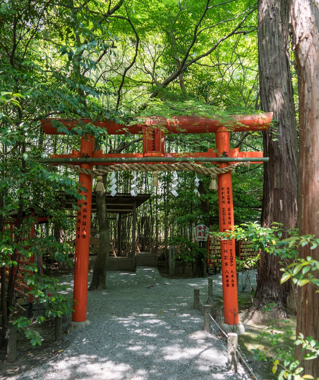 japan arashiyama bamboo forest free photo