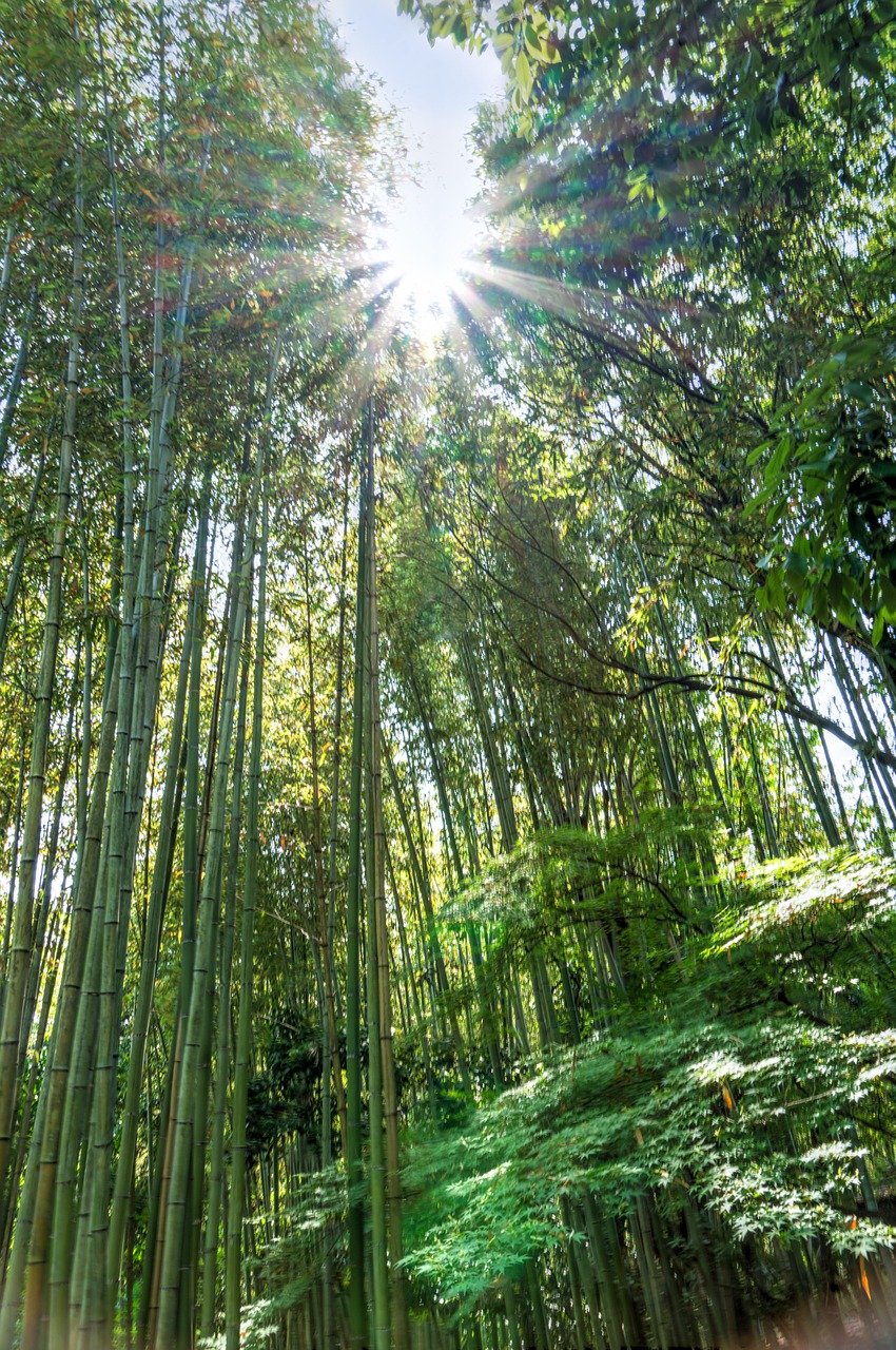 japan arashiyama bamboo forest free photo