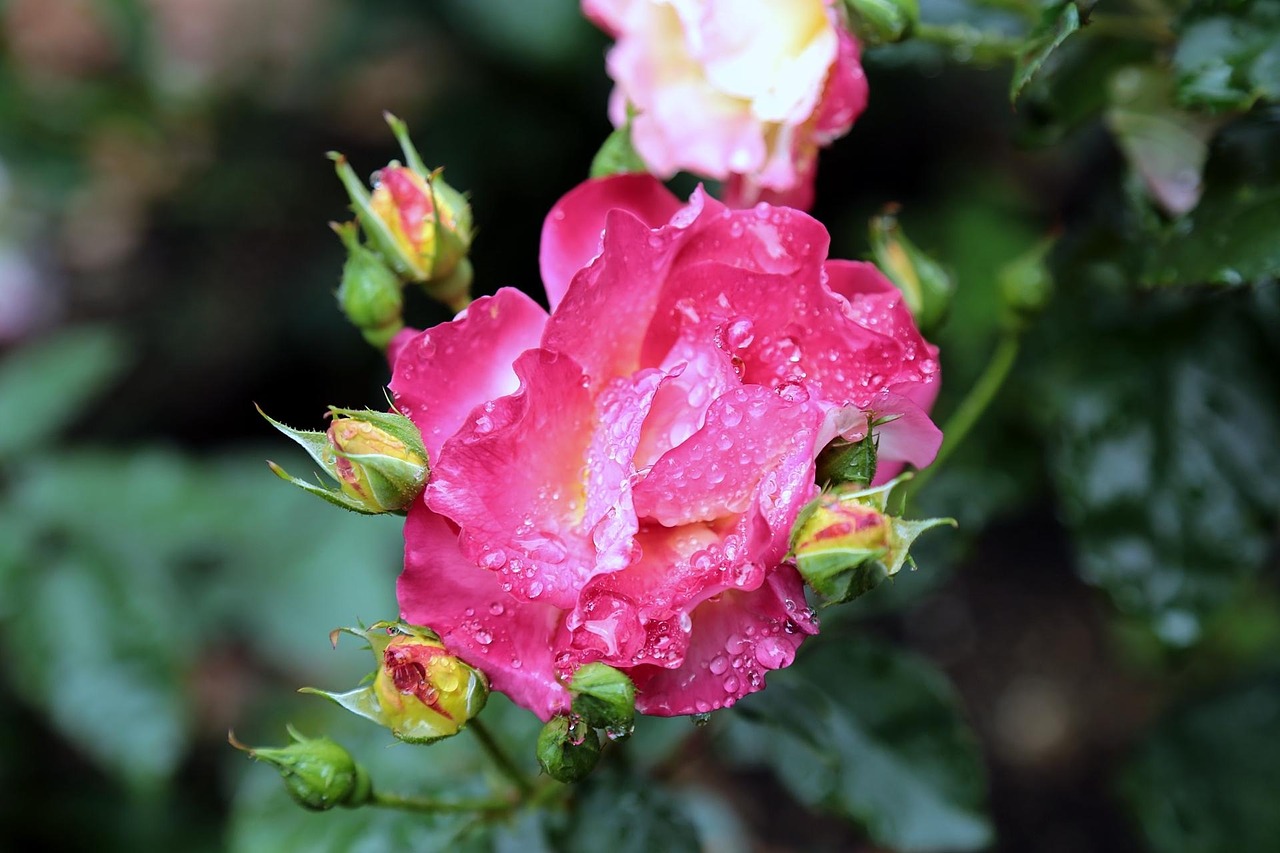 japan rose rose pink free photo