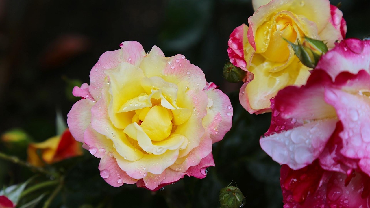 japan rose flowers free photo