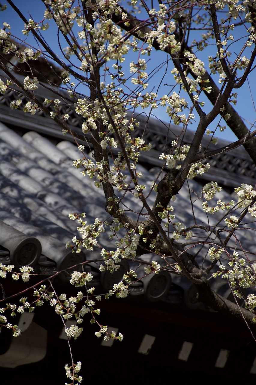 japan sakura tree free photo