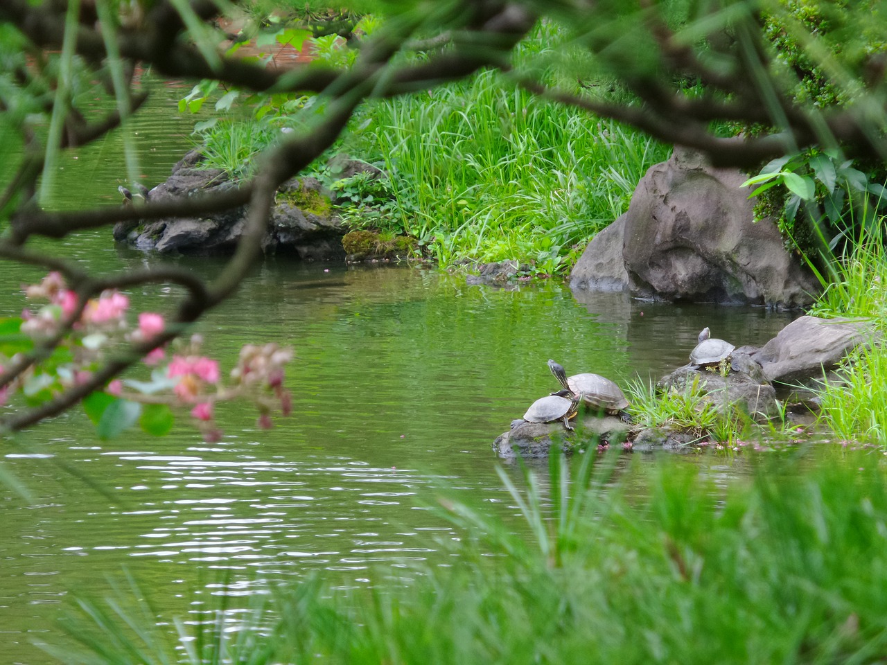 japan turtle pond free photo