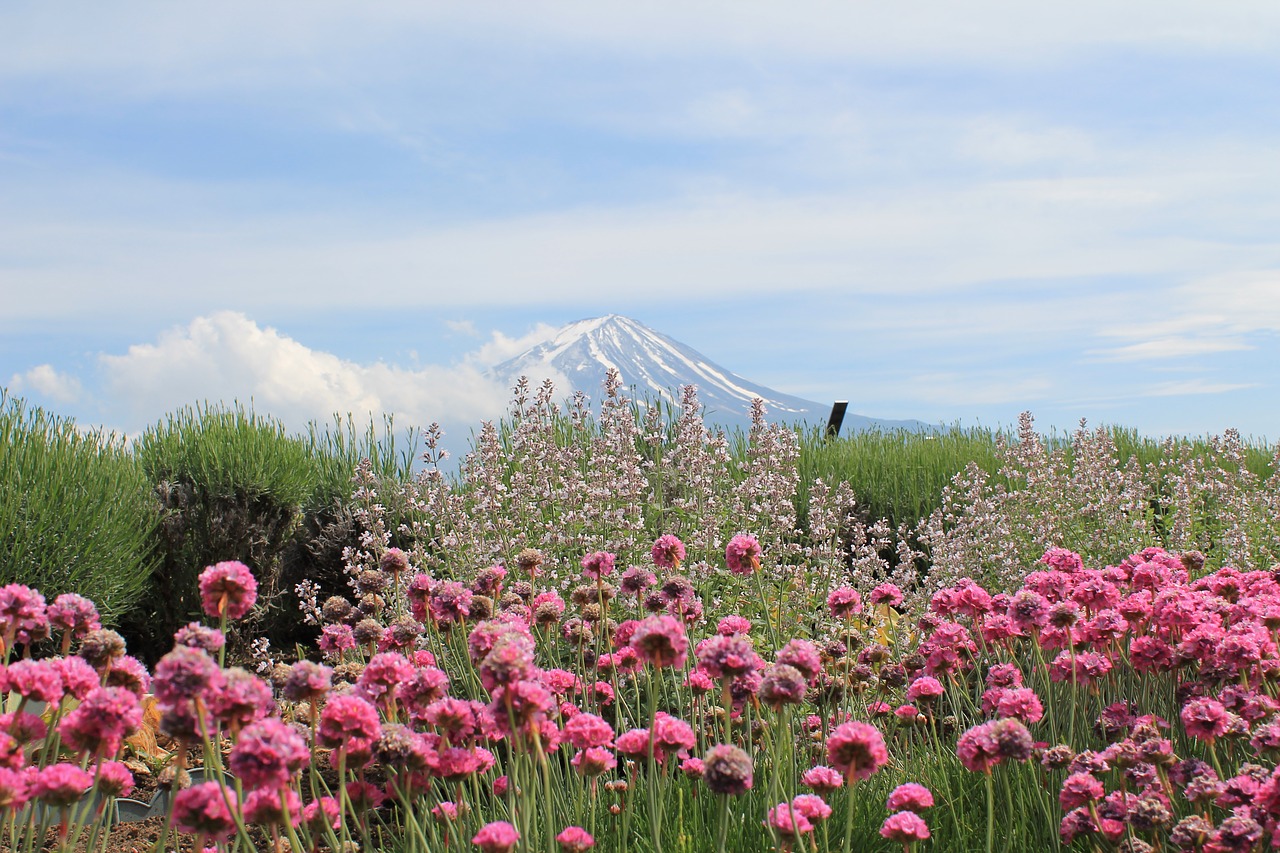 japan mount fuji fujisan free photo