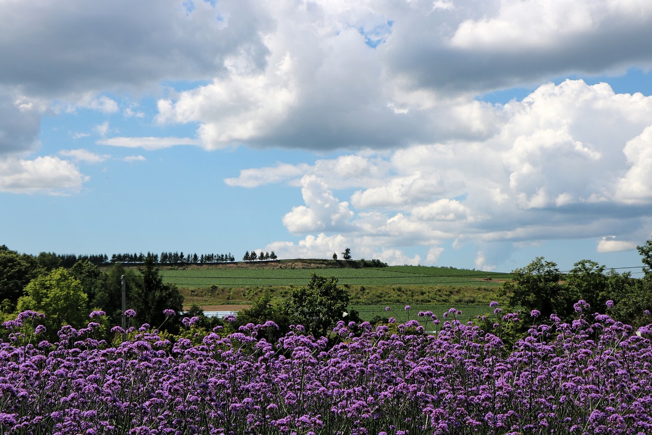 japan landscape hokkaido free photo