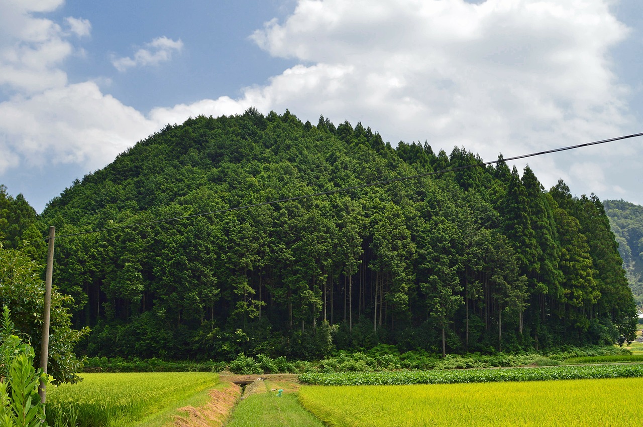 japan forest trees free photo