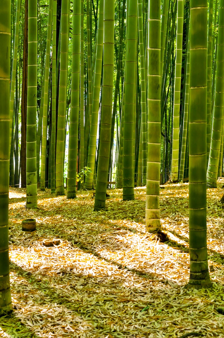 japan bamboo forest bamboo free photo