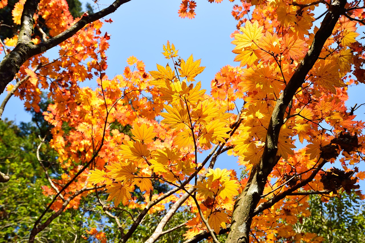 japan autumn autumnal leaves free photo