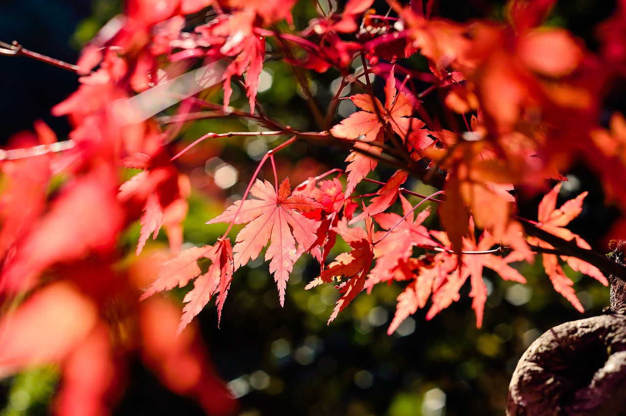 japan landscape natural free photo