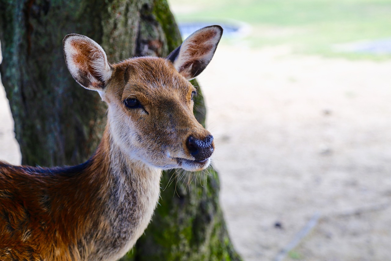 japan nara deer free photo