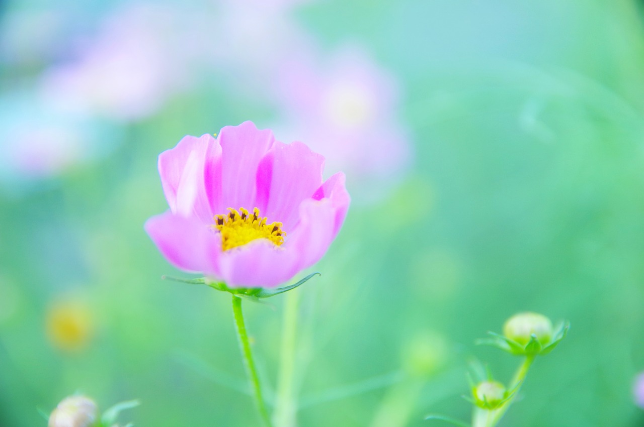 japan flowers cosmos free photo