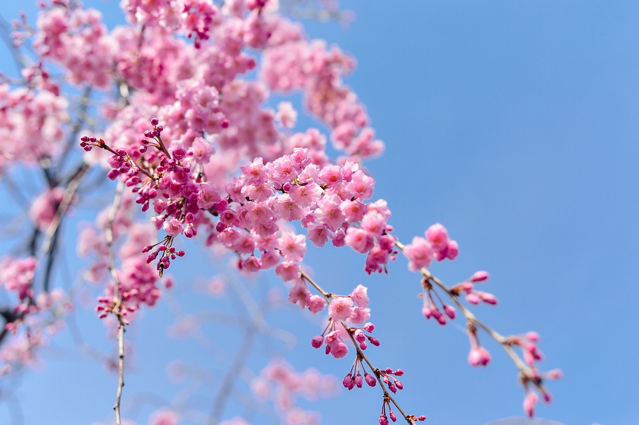 japan landscape spring free photo