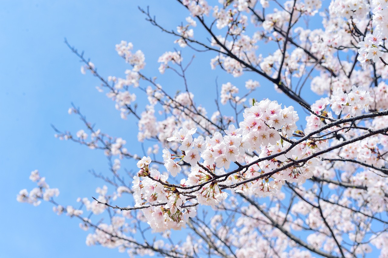 japan landscape spring free photo