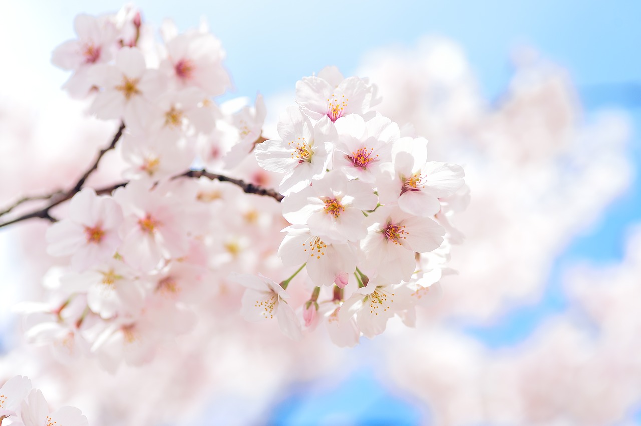 japan landscape spring free photo