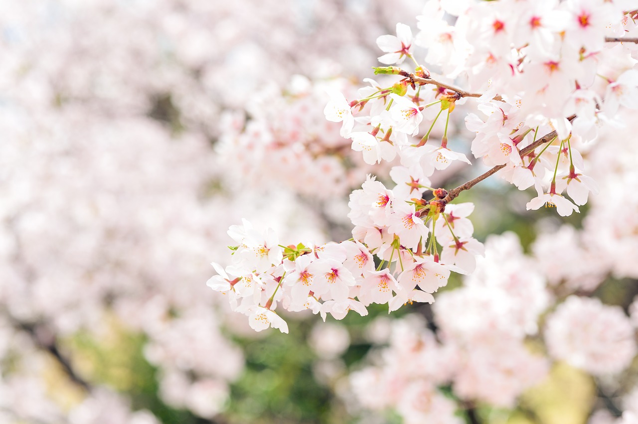 japan landscape spring free photo