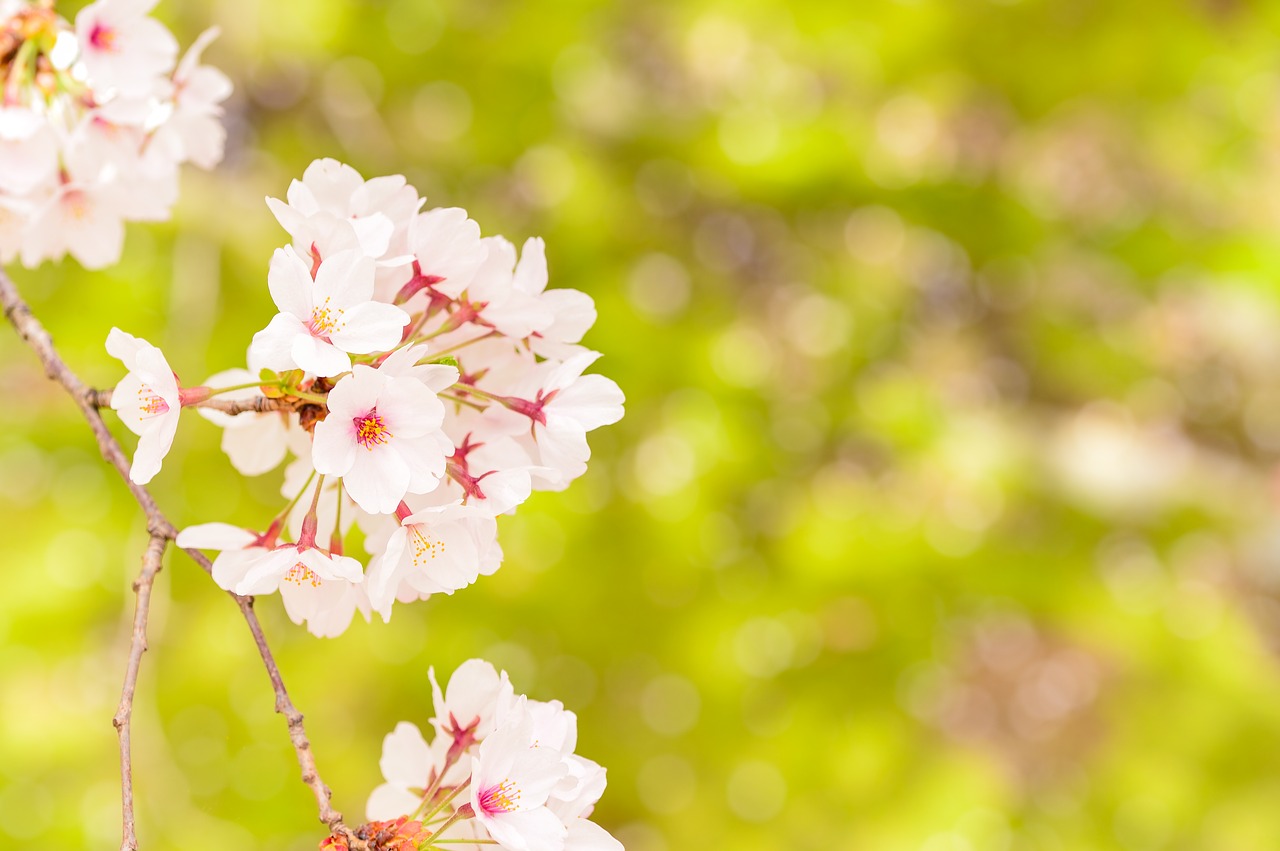 japan landscape spring free photo