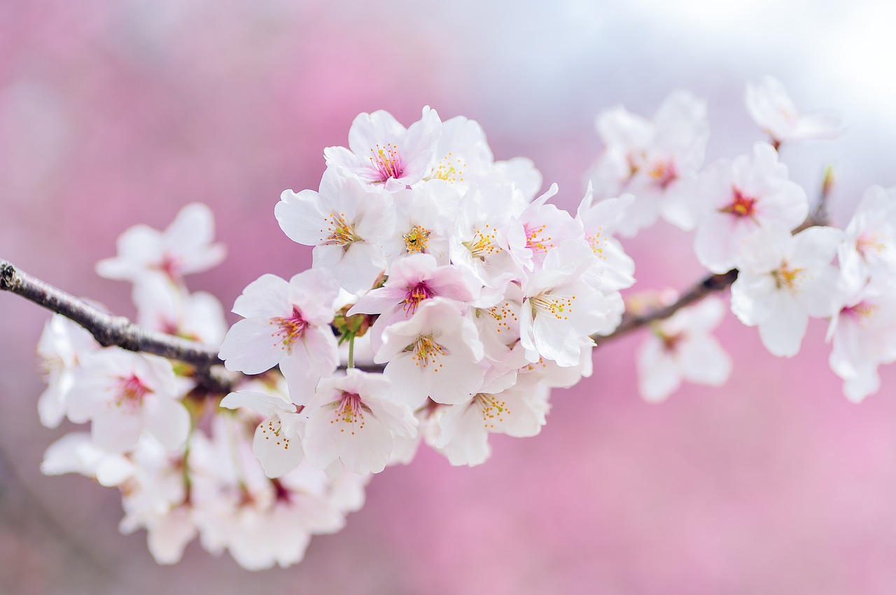 japan landscape spring free photo