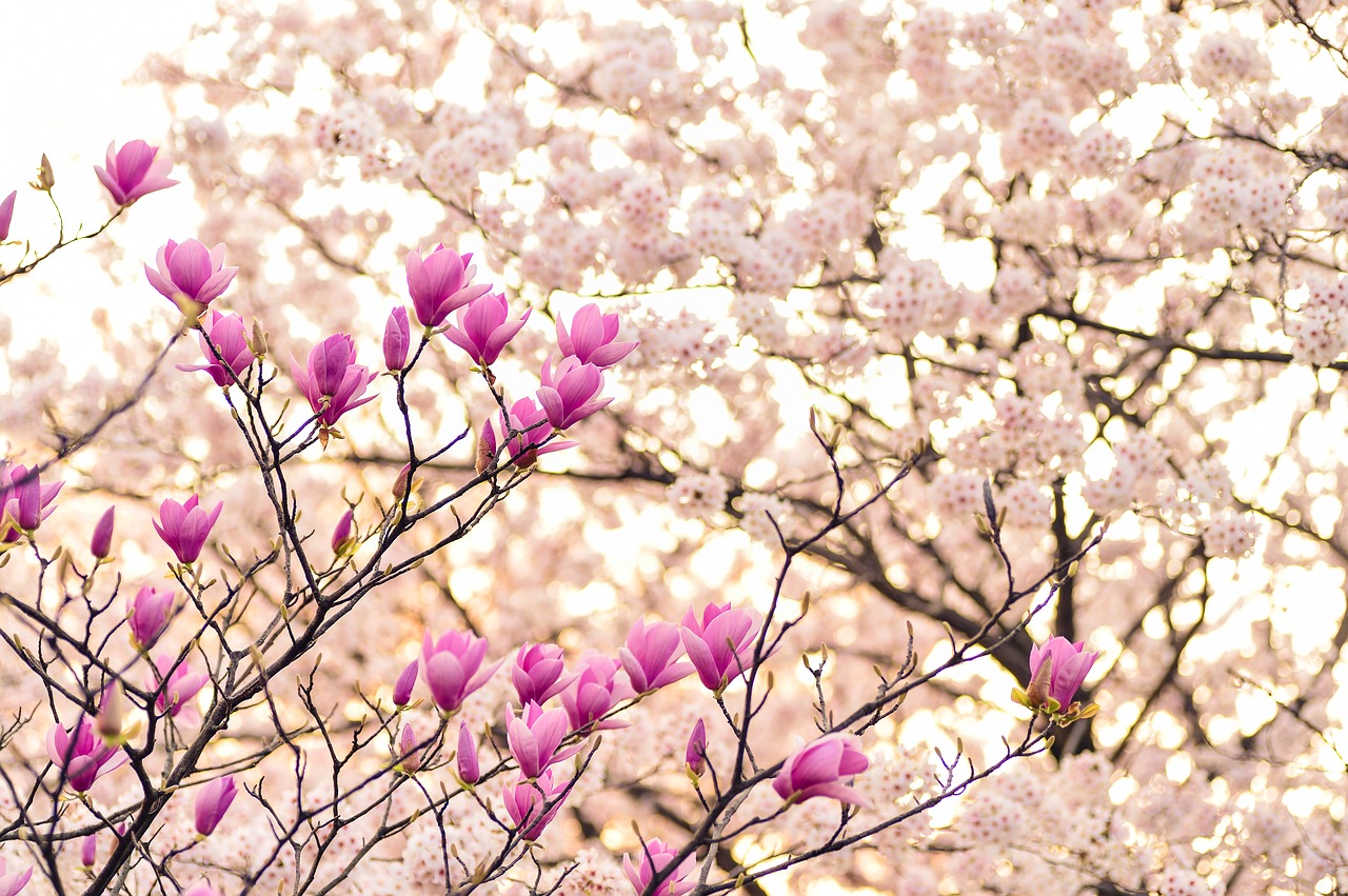 japan landscape spring free photo