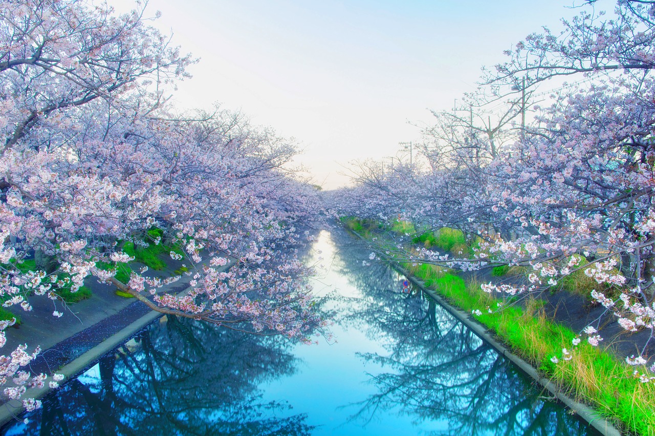 japan cherry yoshino cherry tree free photo