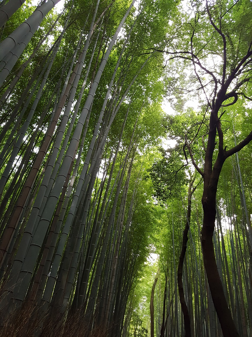 japan vs grove japanese bamboo forest free photo