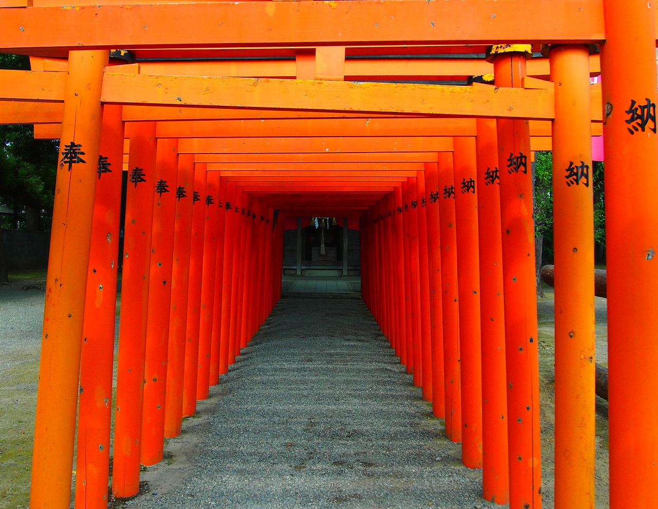 japan torii shrine free photo