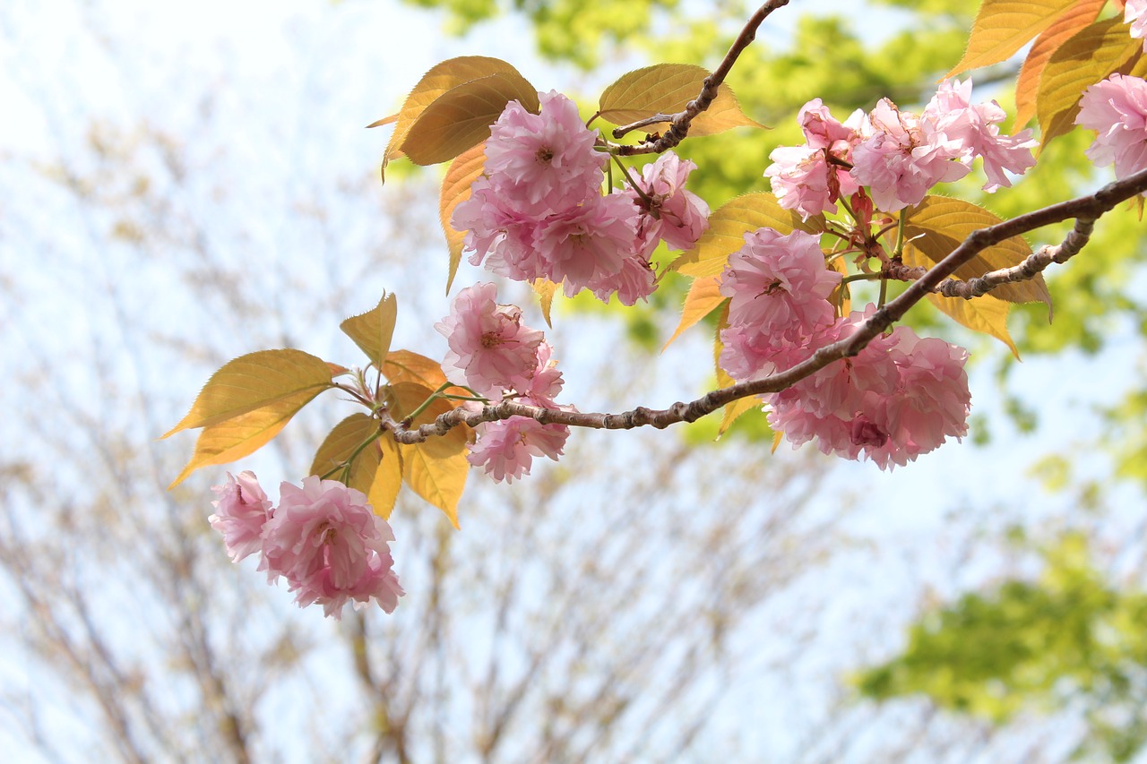 japan cherry blossoms pink free photo