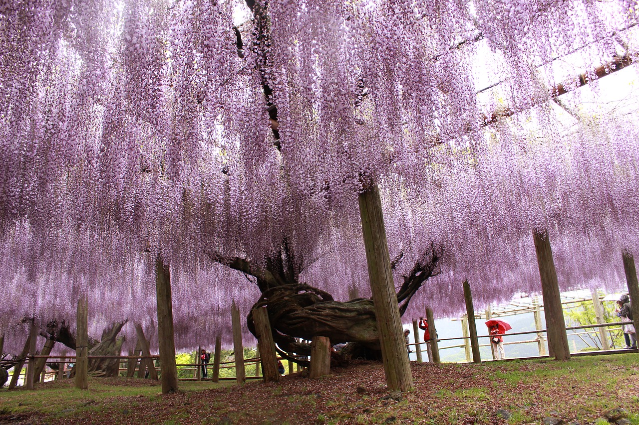 japan fukuoka kytakyushyu free photo