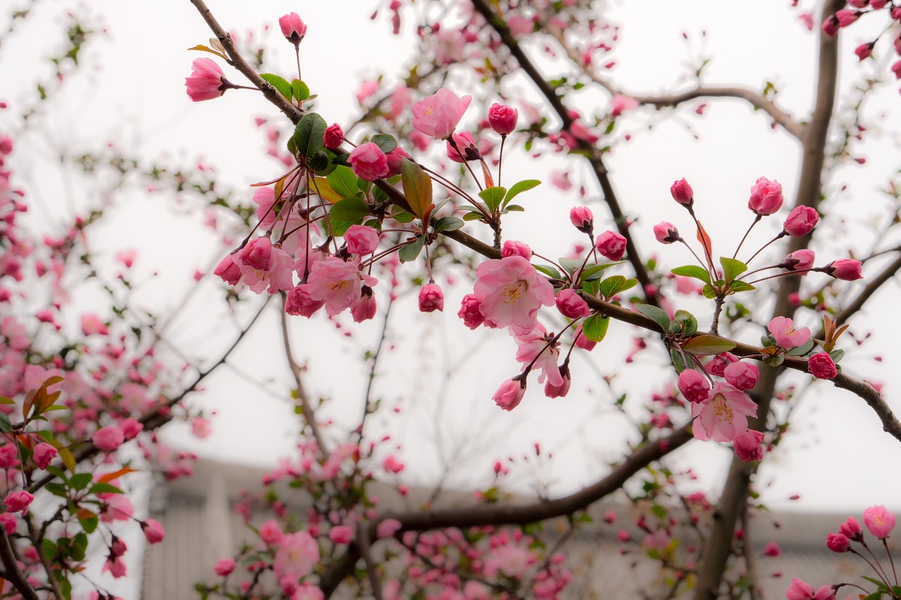 japan cherry blossoms pink free photo