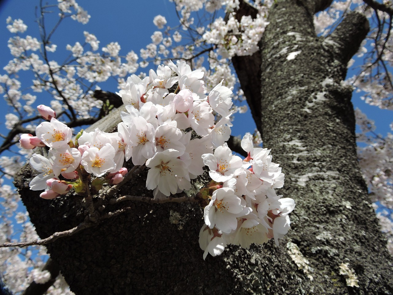 japan cherry spring free photo