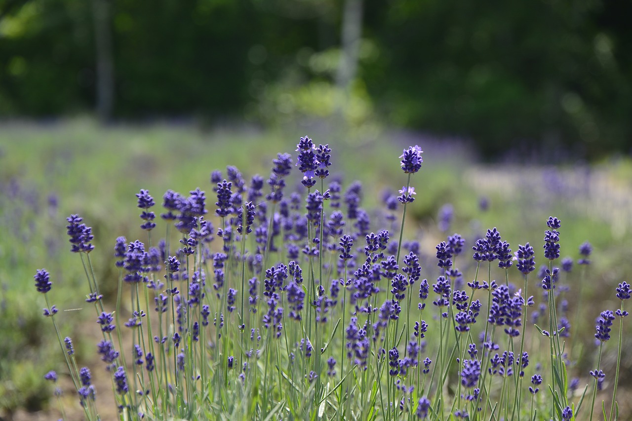 japan plant nature free photo