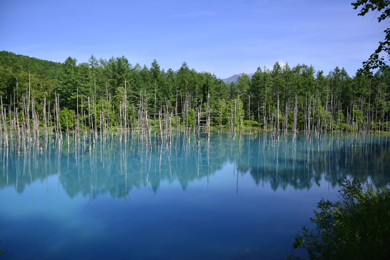 japan water tree free photo