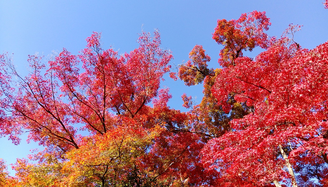 japan maple leaf tree free photo