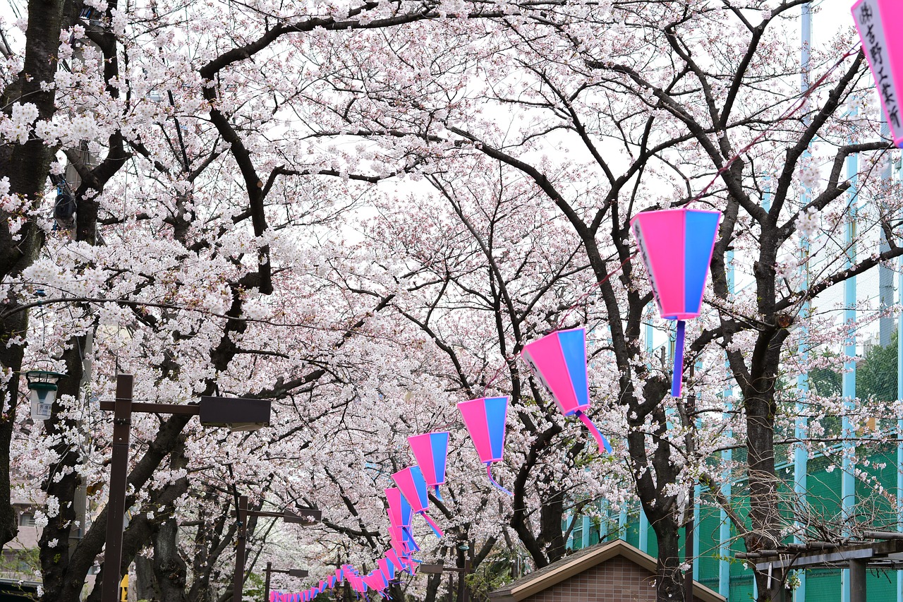 japan cherry blossom full open free photo