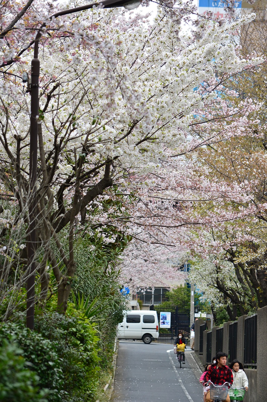 japan cherry blossom full open free photo