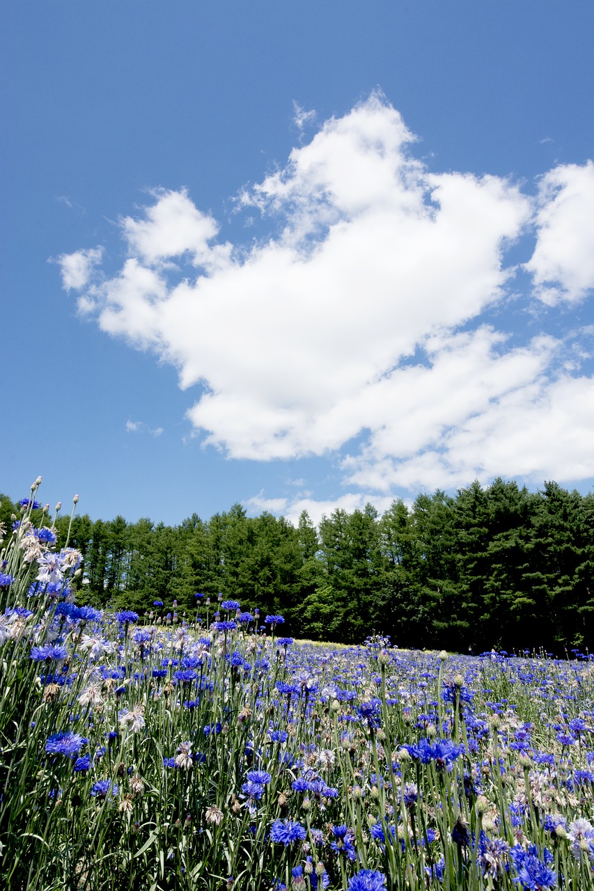 japan hokkaido furano free photo