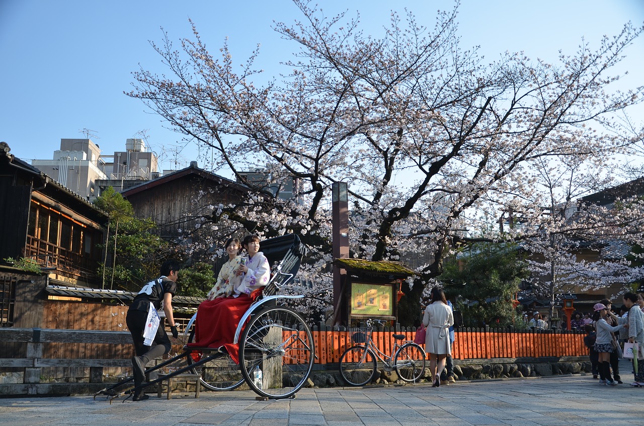 japan kyoto sakura free photo